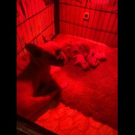French Bulldog - Both