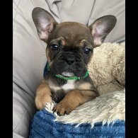 French Bulldog - Both