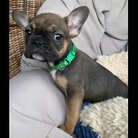 French Bulldog - Both