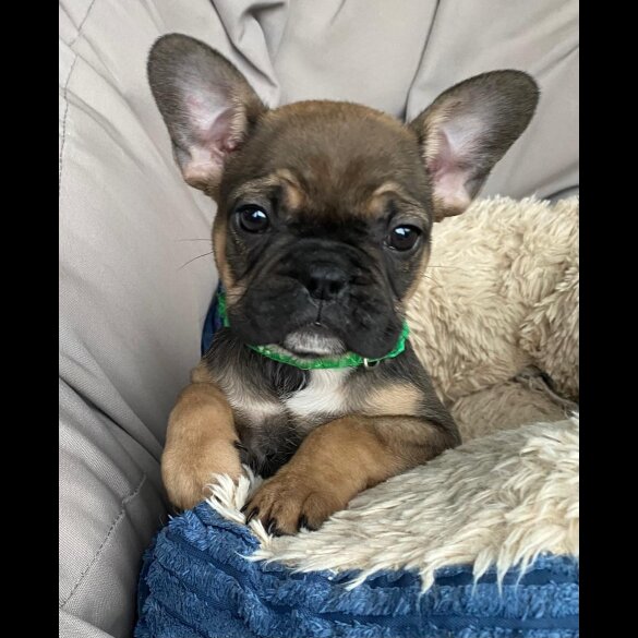 French Bulldog - Both