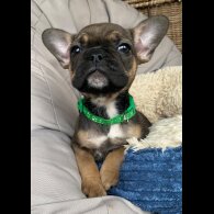French Bulldog - Both