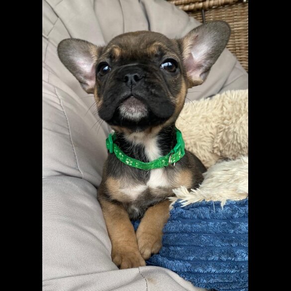 French Bulldog - Both