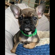 French Bulldog - Both