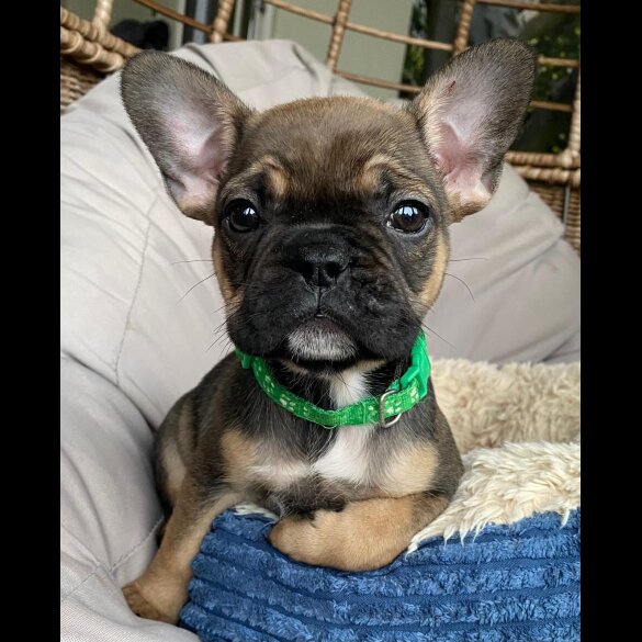 French Bulldog - Both