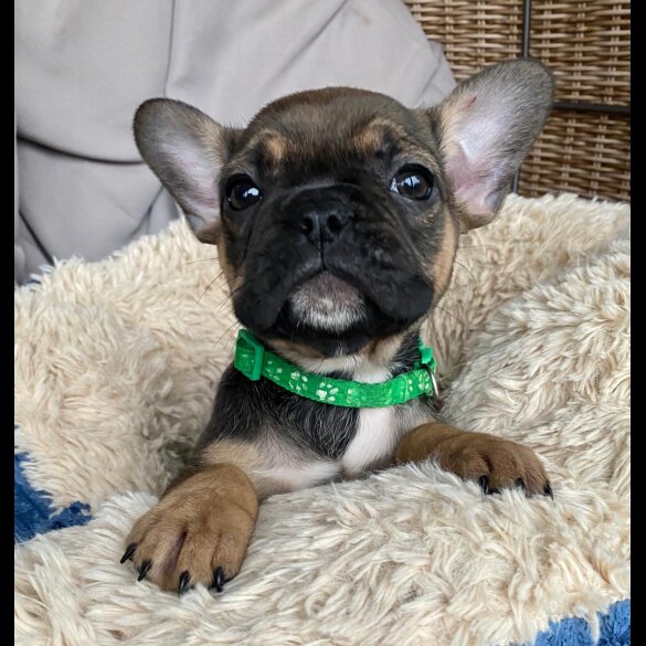 French Bulldog - Both