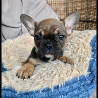 French Bulldog - Both