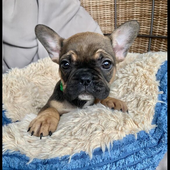 French Bulldog - Both
