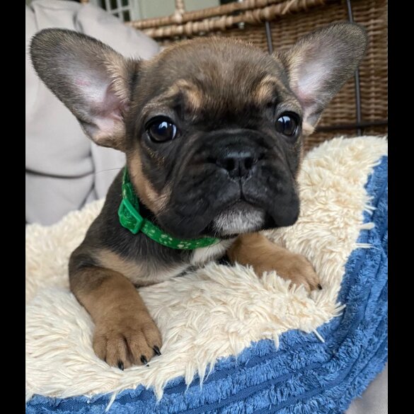 French Bulldog - Both