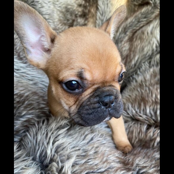 French Bulldog - Both