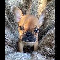 French Bulldog - Both