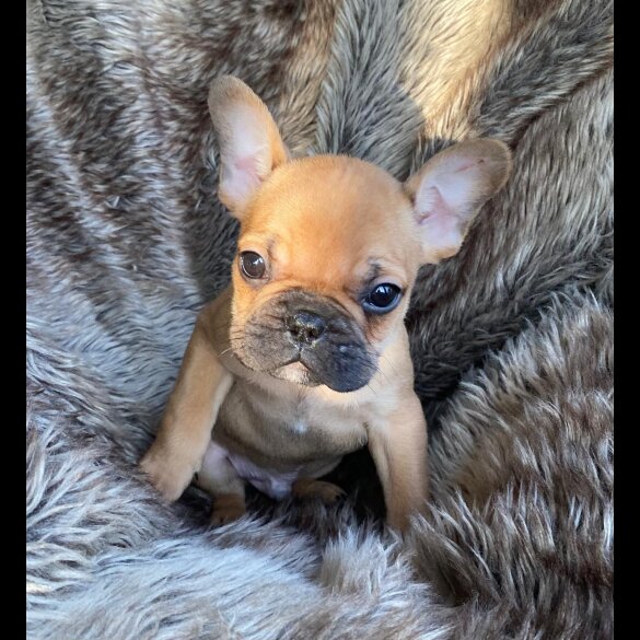 French Bulldog - Both