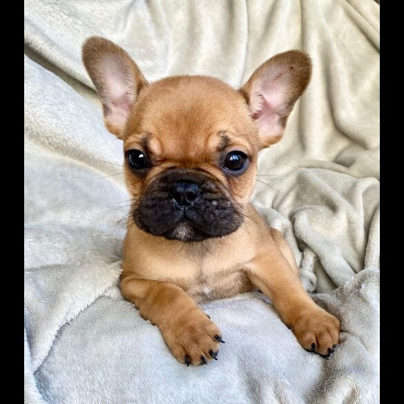 French Bulldog - Both