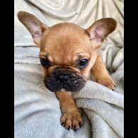 French Bulldog - Both