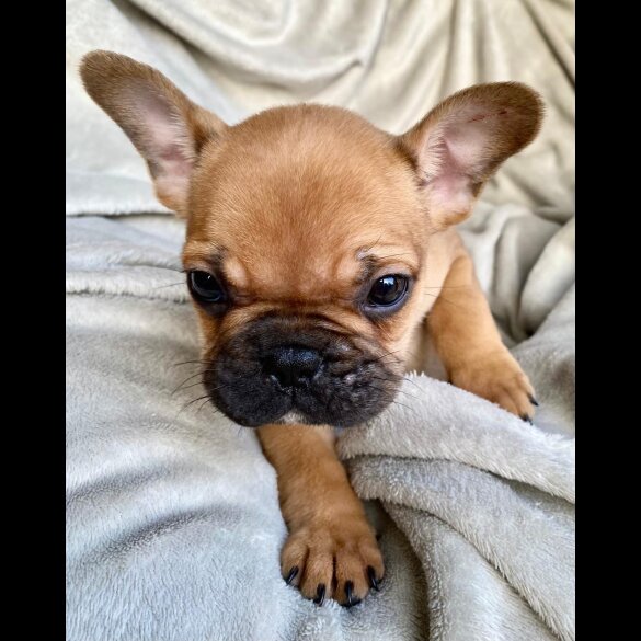 French Bulldog - Both
