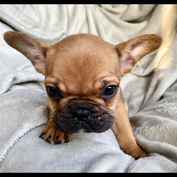 French Bulldog - Both