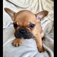 French Bulldog - Both
