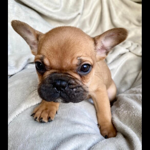 French Bulldog - Both