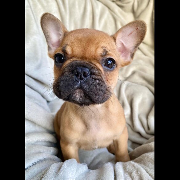 French Bulldog - Both