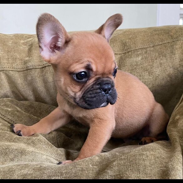 French Bulldog - Both
