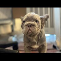 French Bulldog - Both