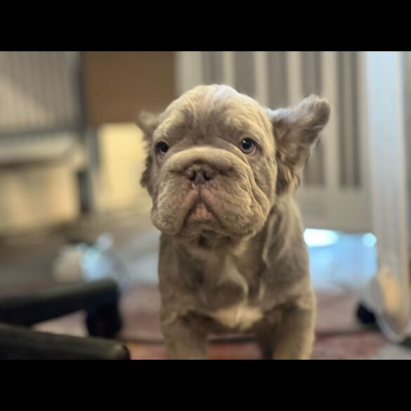 French Bulldog - Both