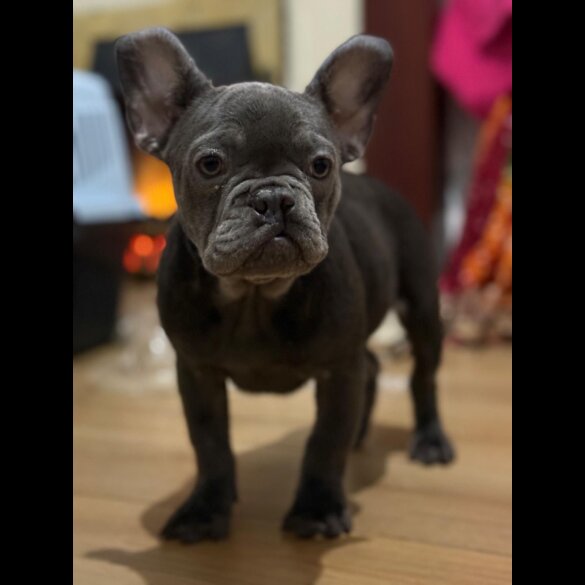 French Bulldog - Both