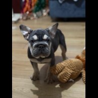 French Bulldog - Both