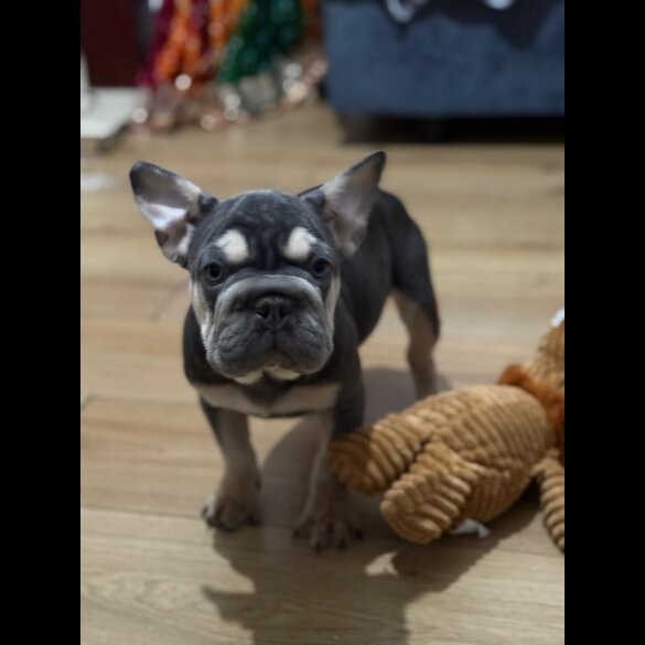 French Bulldog - Both