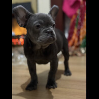 French Bulldog - Both