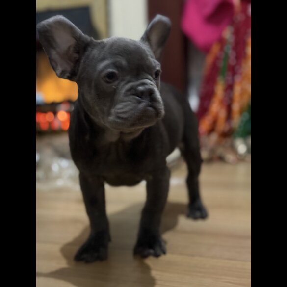 French Bulldog - Both