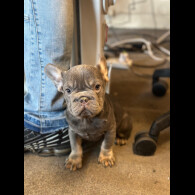 French Bulldog - Both