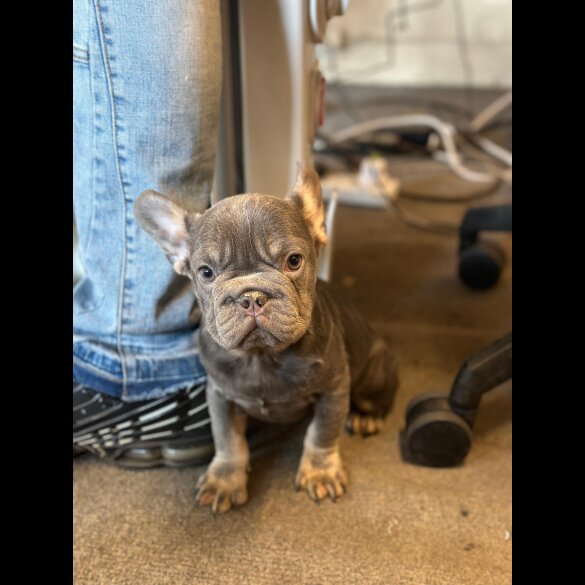 French Bulldog - Both