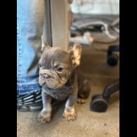 French Bulldog - Both