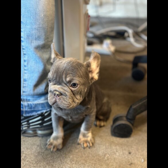 French Bulldog - Both