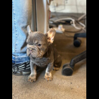 French Bulldog - Both