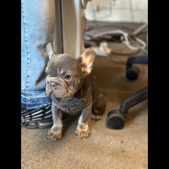 French Bulldog - Both