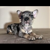 French Bulldog - Both