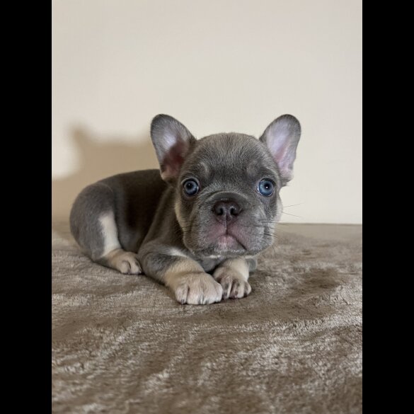 French Bulldog - Both