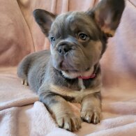 French Bulldog - Bitches