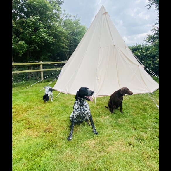 German Pointer