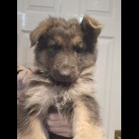 German Shepherd (Alsatian) - Dogs