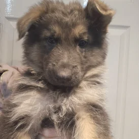German Shepherd (Alsatian) - Dogs