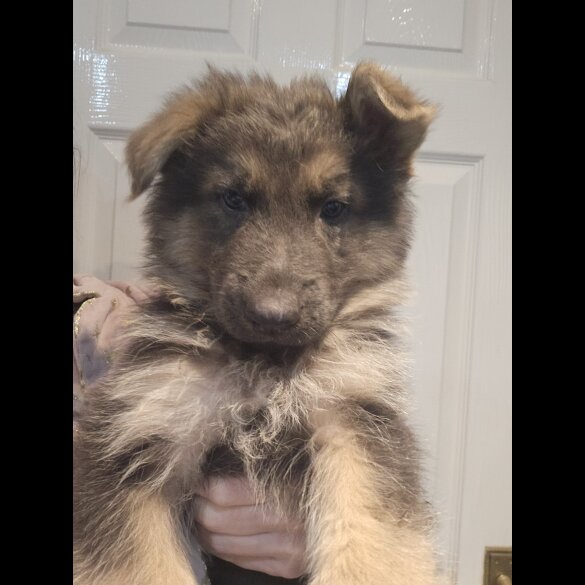 German Shepherd (Alsatian) - Dogs