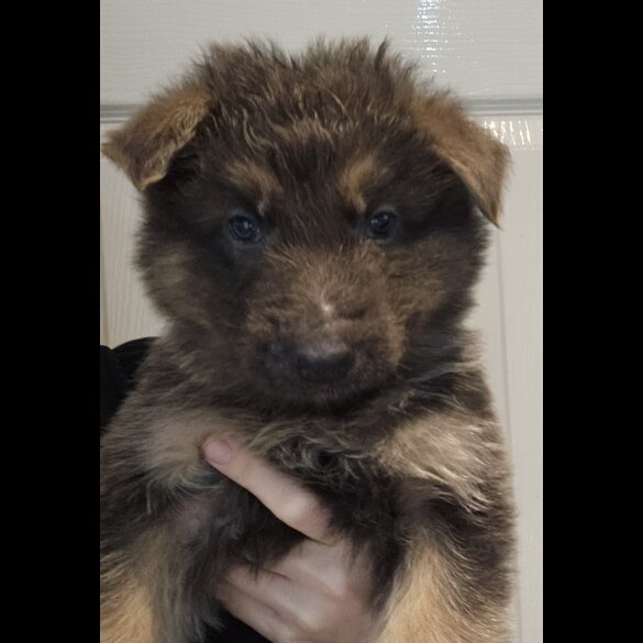 German Shepherd (Alsatian) - Dogs
