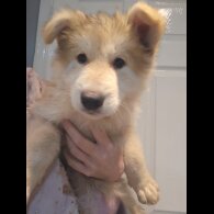 German Shepherd (Alsatian) - Dogs
