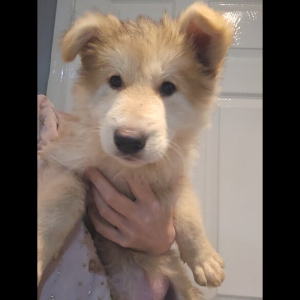 German Shepherd (Alsatian) - Dogs