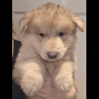 German Shepherd (Alsatian) - Dogs