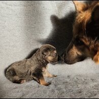 German Shepherd (Alsatian) - Dogs