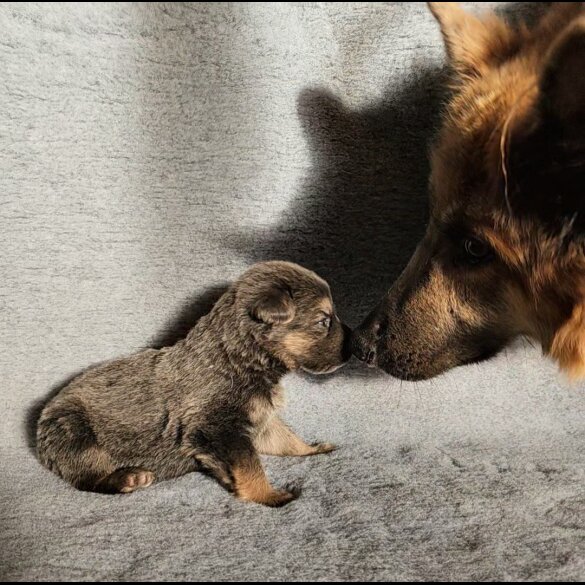 German Shepherd (Alsatian) - Dogs