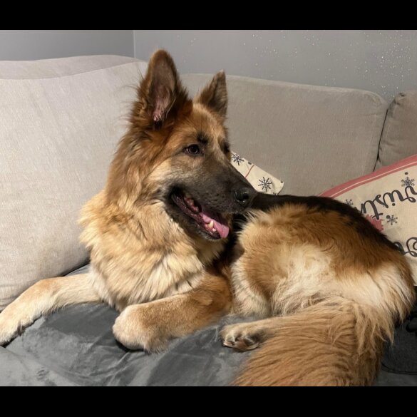 German Shepherd (Alsatian) - Dogs